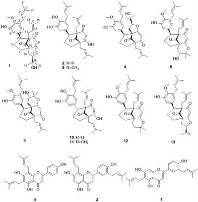 Integration of Wnt-inhibitory activity and structural novelty scoring results to uncover novel bioactive natural products: new Bicyclo[3.3.1]non-3-ene-2,9-diones from the leaves of Hymenocardia punctata